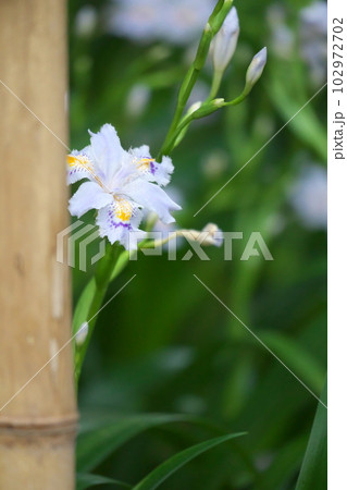 初夏に咲くシャガの花【緑背景】 102972702