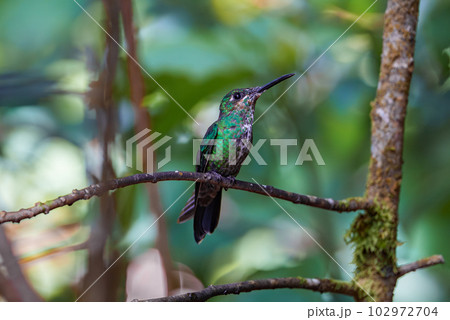Green Hermit, Phaethornis guy, rare hummingbird from Costa Rica, green bird 102972704