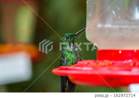 Green Hermit, Phaethornis guy, rare hummingbird from Costa Rica, green bird Green Hermit, Phaethornis guy, rare hummingbird from Costa Rica, green bird 102972714