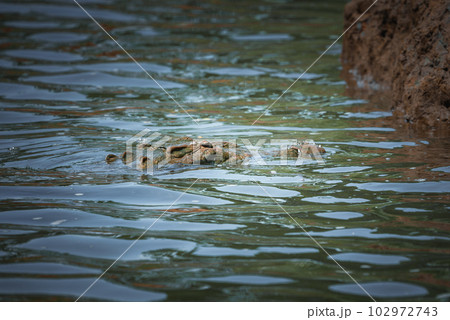 Corcovado National Park, Costa Rica - March, 2023: Landscapes and wildlife in Costa Rica. A closeup photo on a crocodile. 102972743