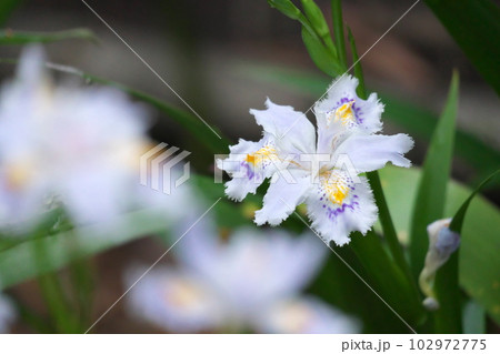 初夏に咲くシャガの花【緑背景】 102972775