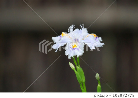初夏に咲くシャガの花【竹垣背景】 初夏に咲くシャガの花【竹垣背景】 102972778