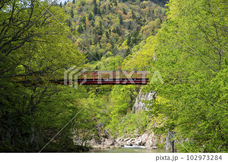 新緑の定山渓 102973284