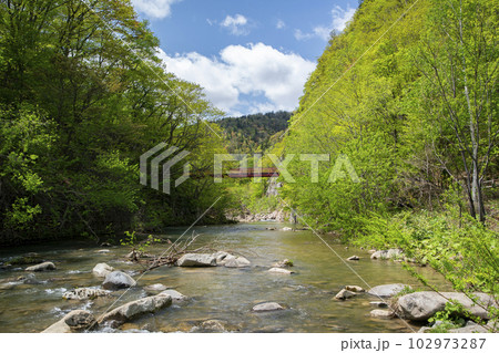 新緑の定山渓 新緑の定山渓 102973287