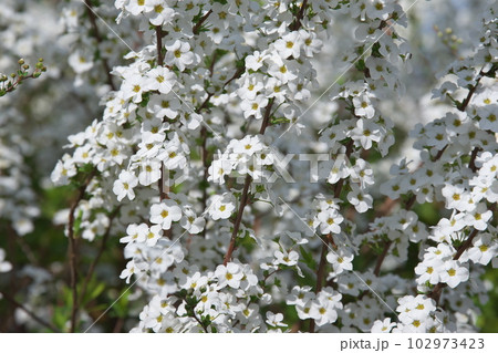 早春に咲く満開のユキヤナギの白花 早春に咲く満開のユキヤナギの白花 102973423
