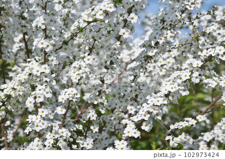 早春に咲く満開のユキヤナギの白花 早春に咲く満開のユキヤナギの白花 102973424