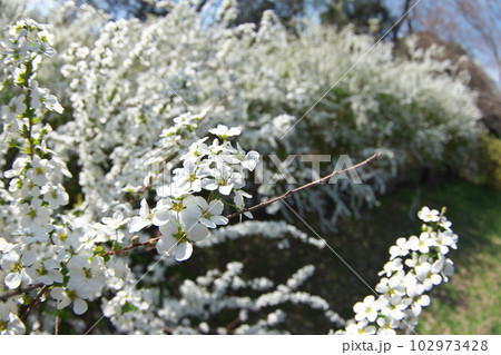 早春に咲く満開のユキヤナギの白花 102973428