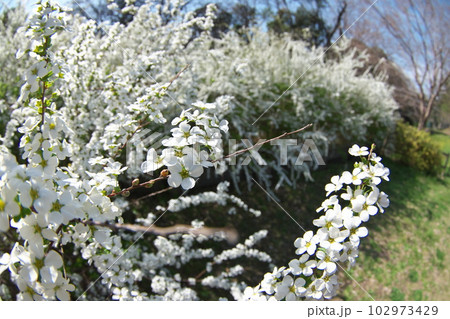 早春に咲く満開のユキヤナギの白花 102973429