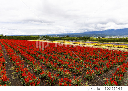 サルビア・スプレンデンス（北海道富良野） 102973444