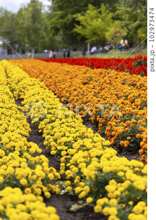 アフリカンマリーゴールド（北海道富良野） 102973474