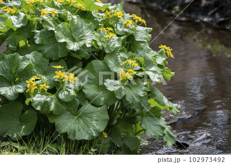 春の小川 春の小川 102973492