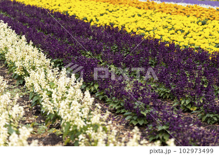 サルビア・スプレンデンス（北海道富良野） 102973499