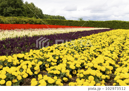 アフリカンマリーゴールド（北海道富良野） 102973512
