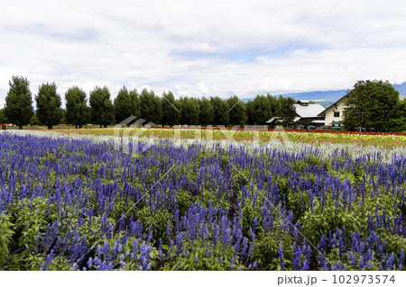 北海道中富良野町のラベンダー畑 北海道中富良野町のラベンダー畑 102973574