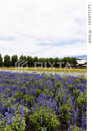 北海道中富良野町のラベンダー畑 102973575