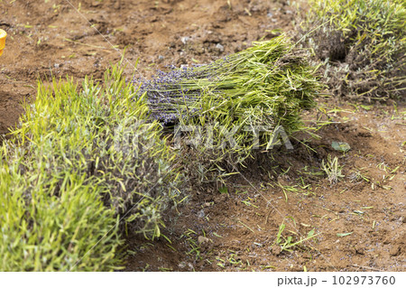 収穫されたラベンダー(北海道富良野市) 収穫されたラベンダー(北海道富良野市) 102973760