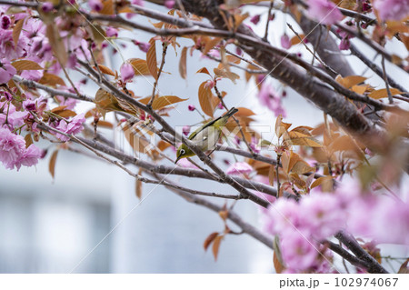 春のメジロ 102974067