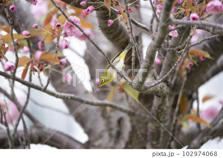 春のメジロ 102974068