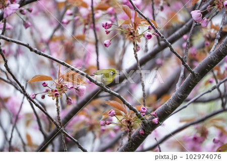 春のメジロ 102974076