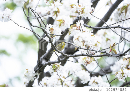 春のメジロ 102974082