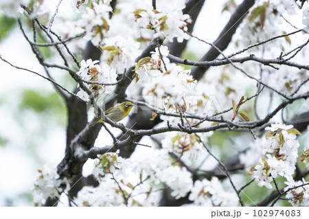 春のメジロ 102974083