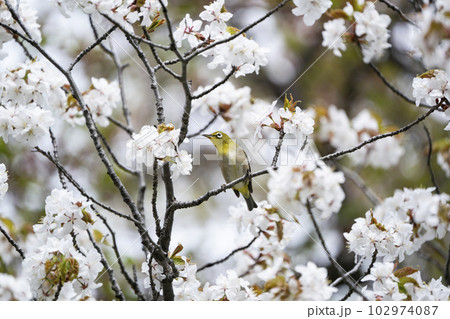 春のメジロ 102974087