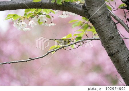 春のメジロ 102974092