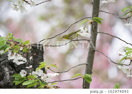 春のメジロ 102974093