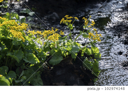 春の小川 春の小川 102974148