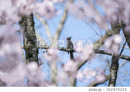 早春の野鳥 早春の野鳥 102974233