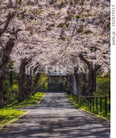 神聖な春 102974315