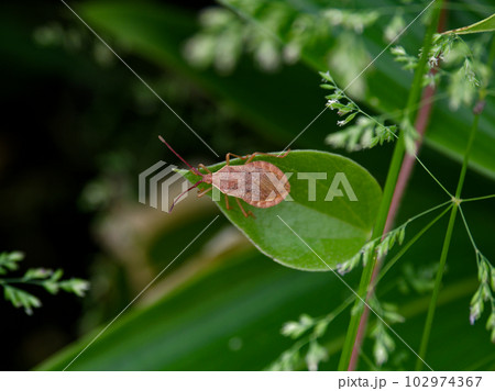 農業害虫　ハラビロヘリカメムシ 102974367
