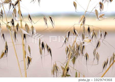初夏に実を付けたカラスムギ 102974368