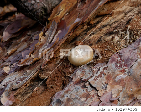 きのこワールド　サルノコシカケ科ヒトクチタケ 102974369