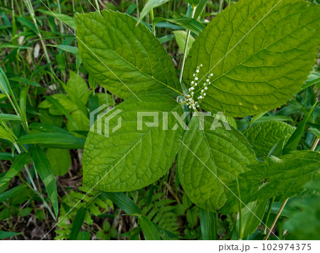 センリョウ科の山野草、フタリシズカの開花 センリョウ科の山野草、フタリシズカの開花 102974375