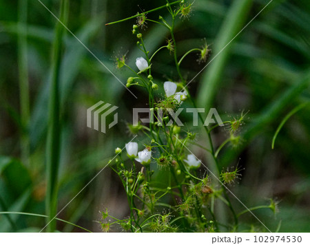 食虫植物 イシモチソウの白い花 食虫植物 イシモチソウの白い花 102974530