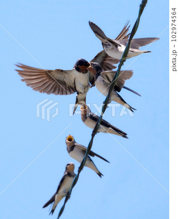 巣立ちの子ツバメに餌を与える親ツバメ 巣立ちの子ツバメに餌を与える親ツバメ 102974564