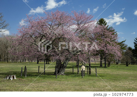 早春の山桜 102974773