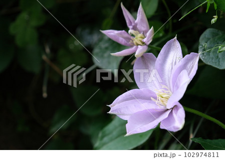 クレマチスの親子 クレマチスの親子 102974811