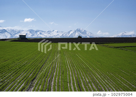 早春の美瑛 102975004