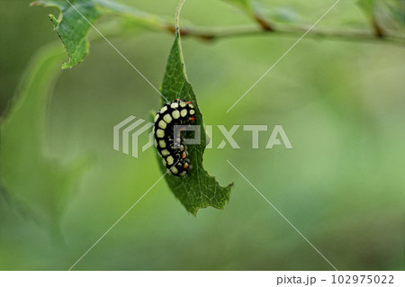 ハイノキ科サワフタギを採餌するシロシタホタルガ幼虫 ハイノキ科サワフタギを採餌するシロシタホタルガ幼虫 102975022