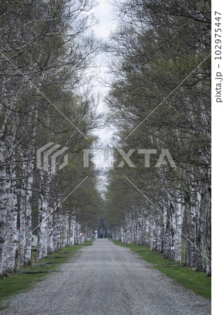早春の一本道 102975447