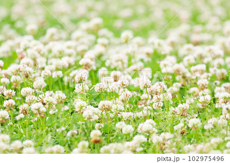クローバの花と青空　サッカーをする少年 102975496
