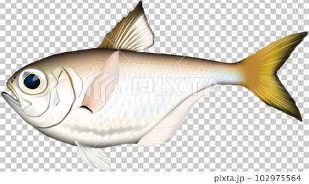 ハタンポ　魚イラスト　ベクター形式,jpg形式 102975564