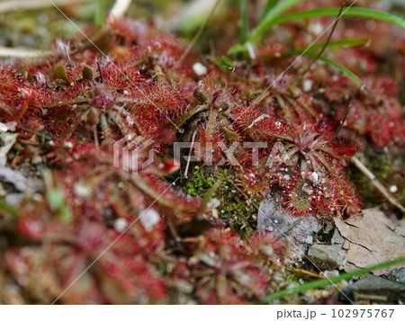 食虫植物　モウセンゴケ科トウカイコモウセンゴケ群落 102975767