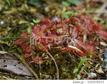 食虫植物　モウセンゴケ科トウカイコモウセンゴケ群落 102976015