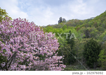 山桜と烏帽子岩 102976092