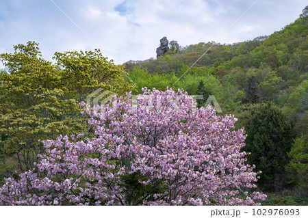 山桜と烏帽子岩 山桜と烏帽子岩 102976093