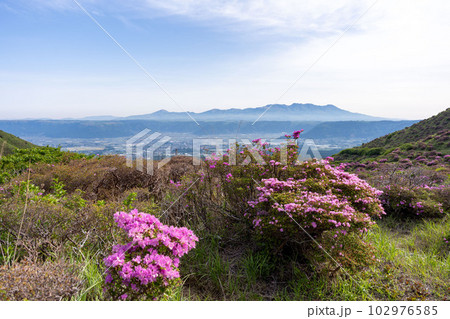阿蘇仙酔峡のミヤマキリシマ 102976585