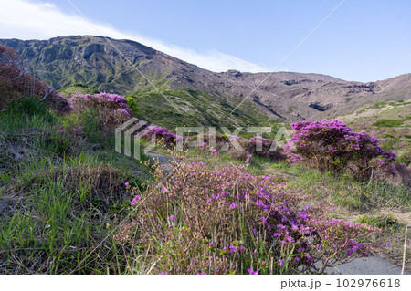 阿蘇仙酔峡のミヤマキリシマ 102976618